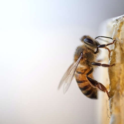 12 μήνες &#8211; 12 απλοί τρόποι να σώσεις τις μέλισσες