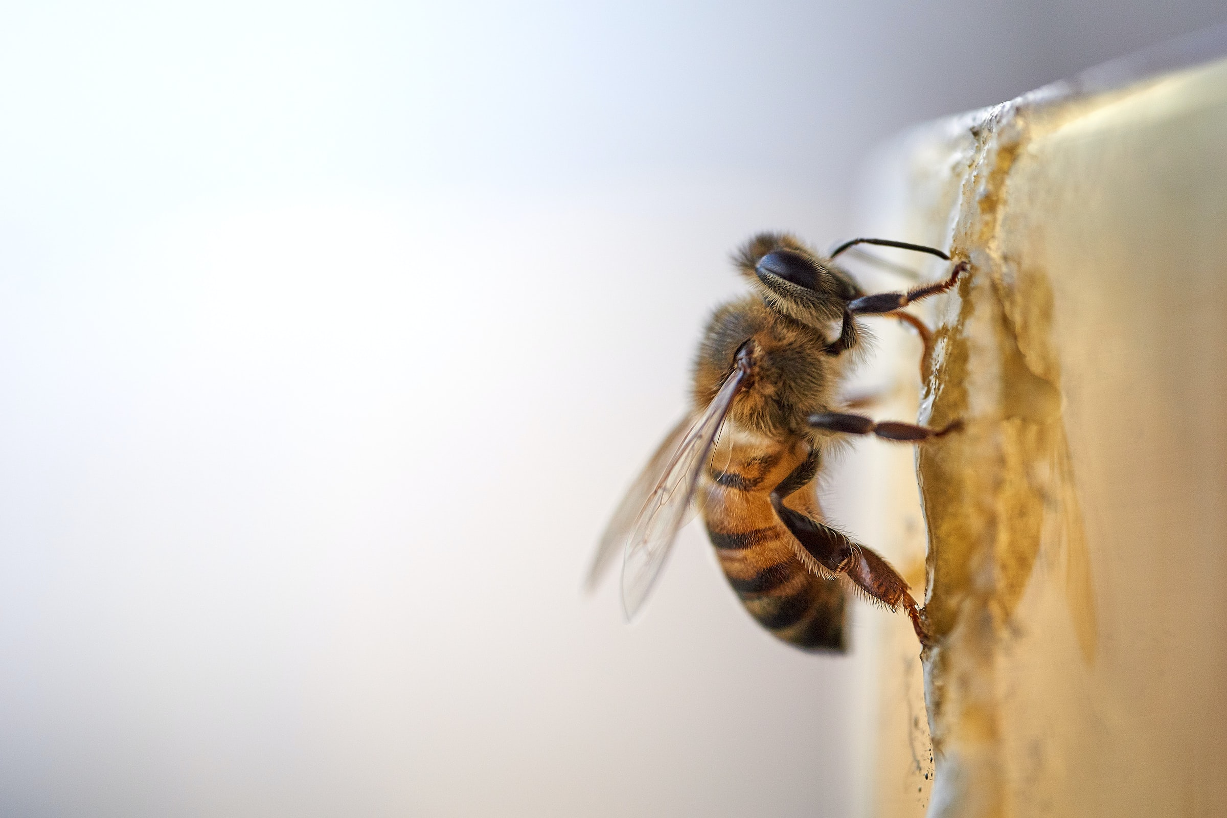 12 μήνες &#8211; 12 απλοί τρόποι να σώσεις τις μέλισσες
