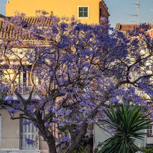 Χαρτογραφήστε τα δένδρα της γειτονιάς σας!