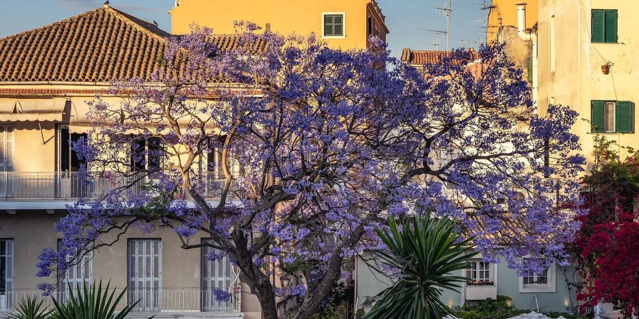 Χαρτογραφήστε τα δένδρα της γειτονιάς σας!